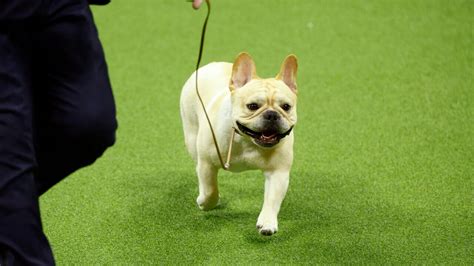 The Frenchie becomes a favorite — and a dog-show contender